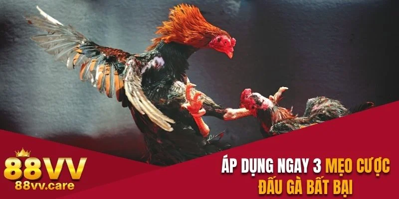 Đá Gà Cựa Dao - Chọi Kê Máu Lửa, Kịch Tính Từng Thước Phim 4 Áp dụng ngay 3 mẹo cược đấu gà bất bại
