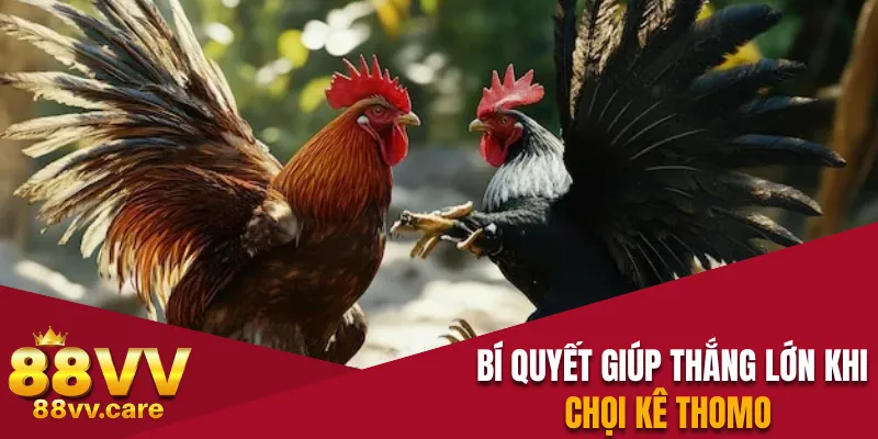 Bí quyết giúp người chơi thắng lớn khi chọi kê Thomo 