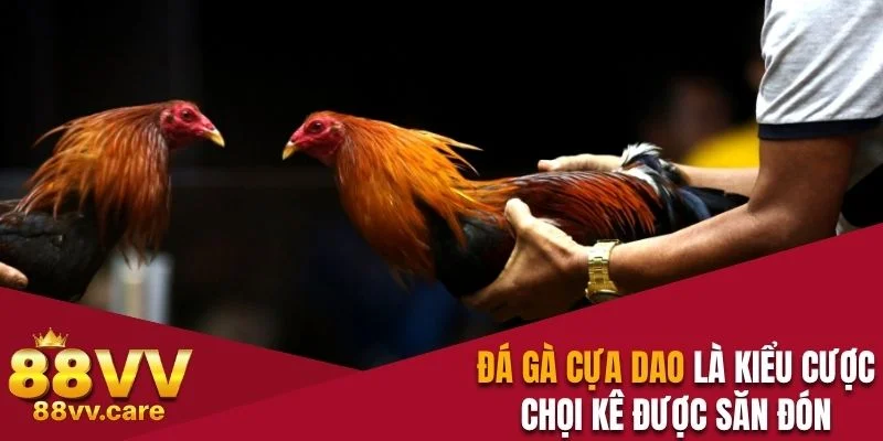 Đá Gà Cựa Dao - Chọi Kê Máu Lửa, Kịch Tính Từng Thước Phim 2 Đá Gà Cựa Dao là kiểu cược chọi kê được săn đón