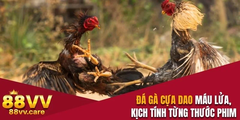 Đá Gà Cựa Dao - Chọi Kê Máu Lửa, Kịch Tính Từng Thước Phim 1 Đá gà cựa dao