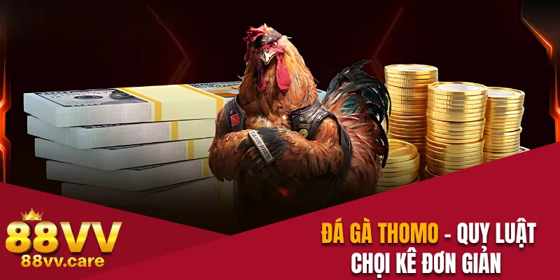 Đá Gà Thomo - Quy Luật Chọi Kê Đơn Giản Dành Cho Newbie 4 Đá gà Thomo
