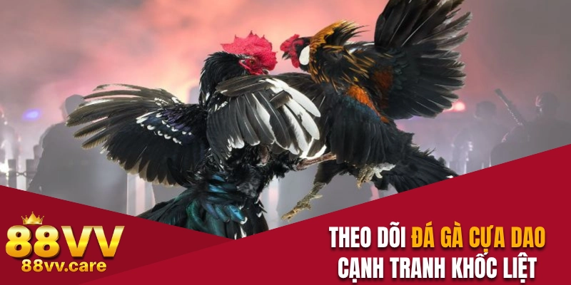 Đá Gà 88VV – Sàn Đấu Nảy Lửa Của Các Chiến Kê Oai Hùng 3 Theo dõi chọi gà cựa dao cạnh tranh khốc liệt